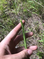 Liatris spicata spicata