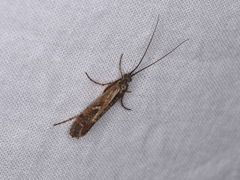 Limnephilus binotatus