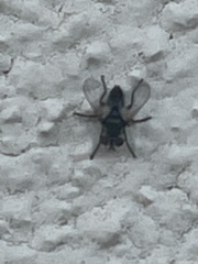 Leucostomatini