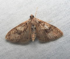 Palpita arsaltealis
