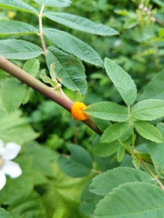 Phragmidium rosae-multiflorae