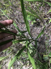 Liatris spicata spicata