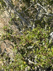 Cercocarpus minutiflorus