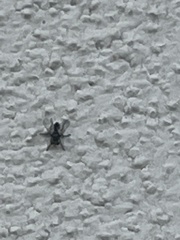 Leucostomatini