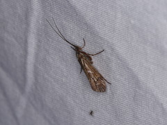 Limnephilus binotatus