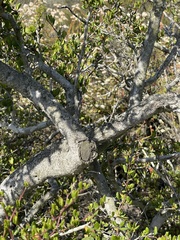 Cercocarpus minutiflorus