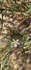 Olearia lepidophylla