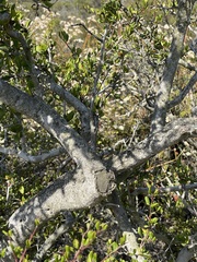 Cercocarpus minutiflorus