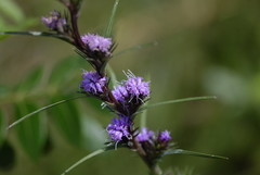 Liatris squarrosa