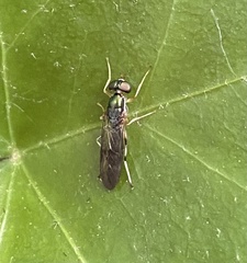 Merosargus caeruleifrons