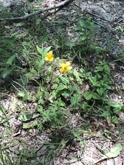 Ranunculus acris acris