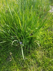 Iris lactea biglumis