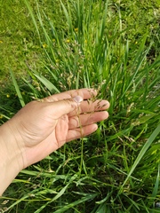 Poa subfastigiata