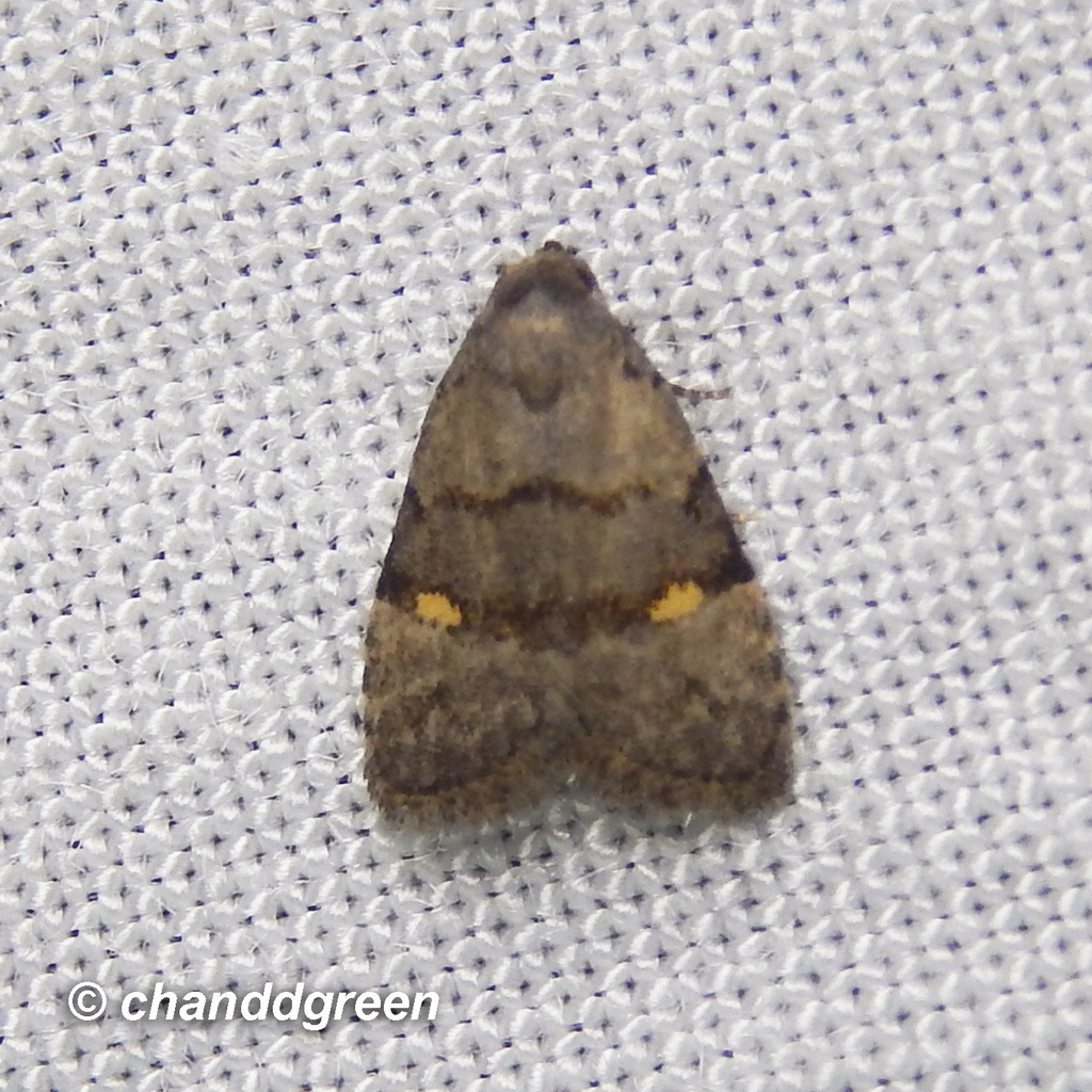 Fustius