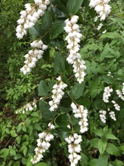 Deutzia scabra