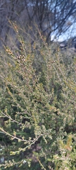Thryptomene