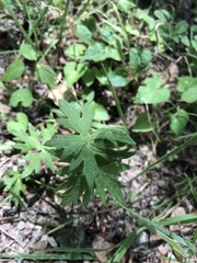 Ranunculus acris acris