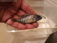 Aulonocara korneliae