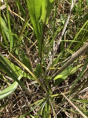 Symphyotrichum laeve concinnum