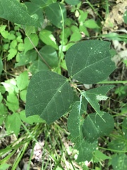 Phaseolus polystachios