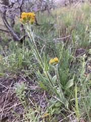 Senecio integerrimus exaltatus