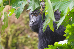 Gorilla beringei beringei