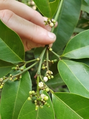 Glycosmis trifoliata