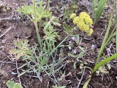 Lomatium simplex