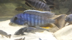 Buccochromis heterotaenia