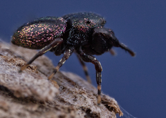 Sassacus cyaneus