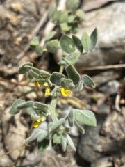 Acmispon heermannii heermannii