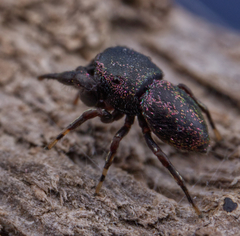 Sassacus cyaneus