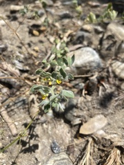 Acmispon heermannii heermannii