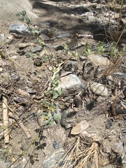 Acmispon heermannii heermannii