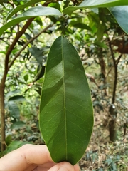 Glycosmis trifoliata