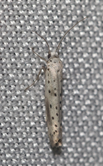 Yponomeuta irrorellus