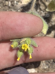 Mimetanthe pilosa