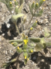 Mimetanthe pilosa