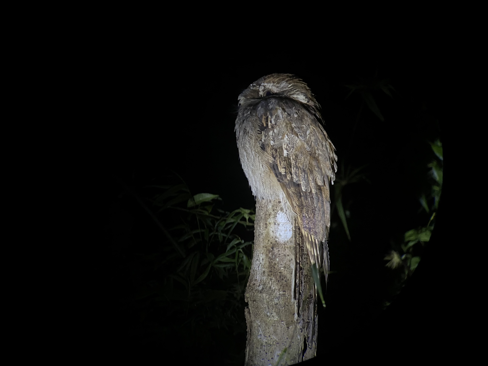 Long-tailed Potoo (Nyctibius aethereus), photo 4