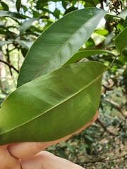 Glycosmis trifoliata