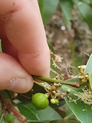 Glycosmis trifoliata