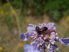 Divales bipustulatus
