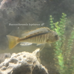 Buccochromis rhoadesii