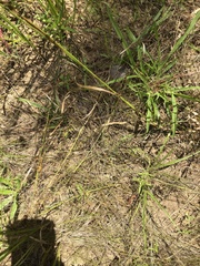 Eleocharis tenuis verrucosa