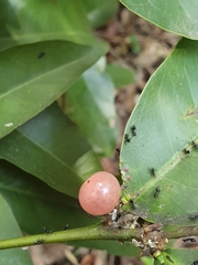 Glycosmis trifoliata