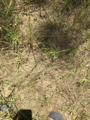 Eleocharis tenuis verrucosa