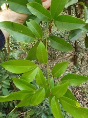 Glycosmis trifoliata