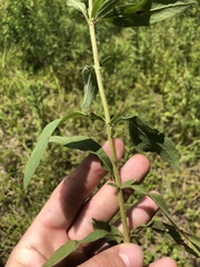 Eupatorium semiserratum