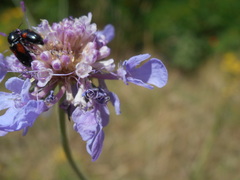 Divales bipustulatus