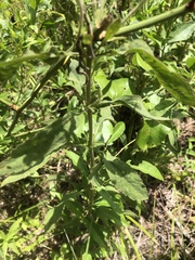 Eupatorium semiserratum